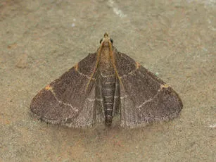 Hypsopygia glaucinalis