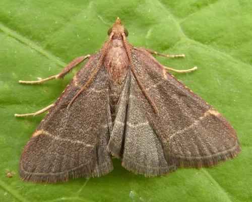 Hypsopygia glaucinalis - photo 2