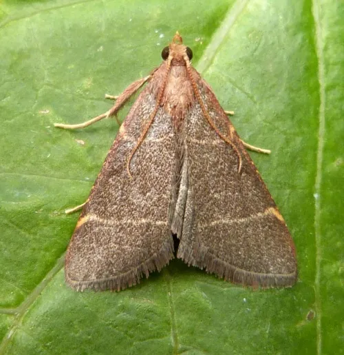 Hypsopygia glaucinalis - photo 3