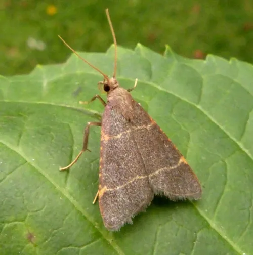 Hypsopygia glaucinalis - photo 4