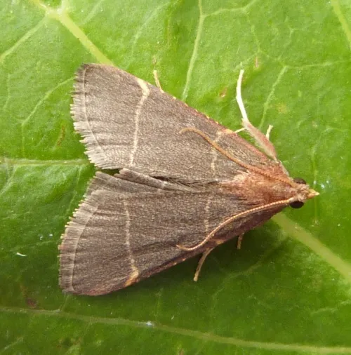 Hypsopygia glaucinalis - photo 5