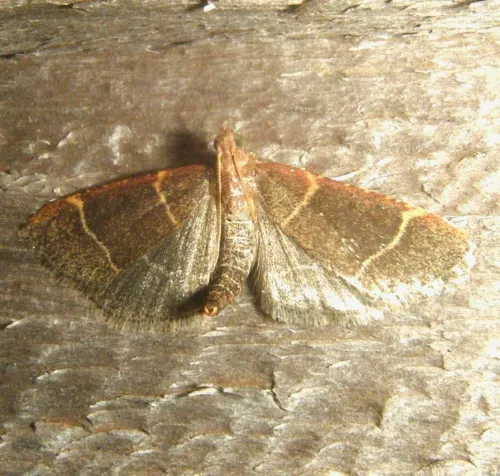 Hypsopygia glaucinalis - photo 6