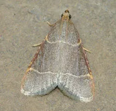 Hypsopygia glaucinalis - photo 7