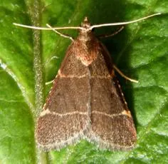 Hypsopygia glaucinalis - photo 8
