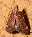 Red-shawled Moth - Hodges#5526