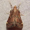 Red-shawled Moth - Hodges#5526 - photo 2