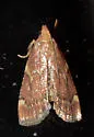 Red-shawled Moth - Hodges#5526 - photo 3