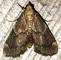 Red-shawled Moth - Hodges#5526 - photo 4