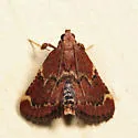 Red-shawled Moth - Hodges#5526 - photo 5