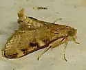 Hypsopygia newspecies - Hodges#5533.86