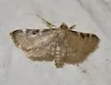 Hypsopygia newspecies - Hodges#5533.86 - photo 4