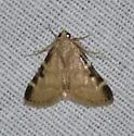 Hypsopygia newspecies - Hodges#5533.86 - photo 5