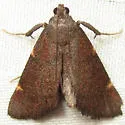 Undescribed Hypsopygia - Hodges#5533.85
