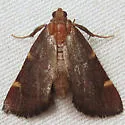 Undescribed Hypsopygia - Hodges#5533.85 - photo 2