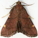 Undescribed Hypsopygia - Hodges#5533.85 - photo 3
