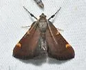 Undescribed Hypsopygia - Hodges#5533.85 - photo 4