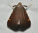 Undescribed Hypsopygia - Hodges#5533.85 - photo 5