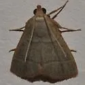 Southern Hayworm Moth - Hodges#5531