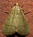 Southern Hayworm Moth - Hodges#5531 - photo 2