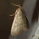 Southern Hayworm Moth - Hodges#5531 - photo 3