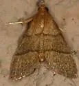 Southern Hayworm Moth - Hodges#5531 - photo 4