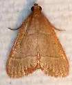 Southern Hayworm Moth - Hodges#5531 - photo 5