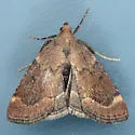 Hypsopygia phoezalis - Hodges#5527 - photo 2