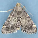 Hypsopygia phoezalis - Hodges#5527 - photo 3