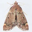 Hypsopygia phoezalis - Hodges#5527 - photo 4