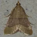 Hypsopygia planalis - Hodges#5525