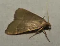 Hypsopygia planalis - Hodges#5525 - photo 2