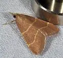 Hypsopygia planalis - Hodges#5525 - photo 3