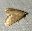 Hypsopygia planalis - Hodges#5525 - photo 4
