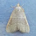Hypsopygia planalis - Hodges#5525 - photo 5