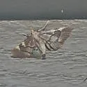 Spruce Needleworm Moth - Hodges#5529
