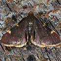 Spruce Needleworm Moth - Hodges#5529 - photo 2