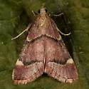 Spruce Needleworm Moth - Hodges#5529 - photo 4