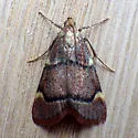 Spruce Needleworm Moth - Hodges#5529 - photo 5
