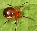 Hypsosinga funebris