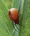 Hypsosinga funebris - photo 2