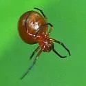 Hypsosinga funebris - photo 3