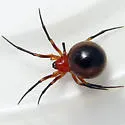 Hypsosinga funebris - photo 5
