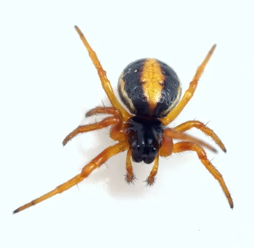 Hypsosinga pygmaea