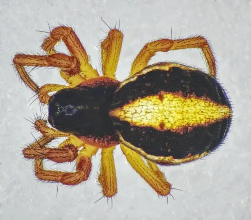 Hypsosinga pygmaea - photo 2