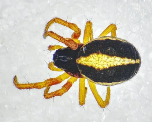 Hypsosinga pygmaea - photo 3