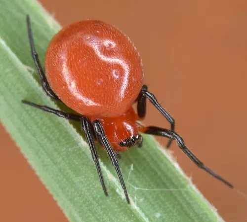 Rubens Orbweaver
