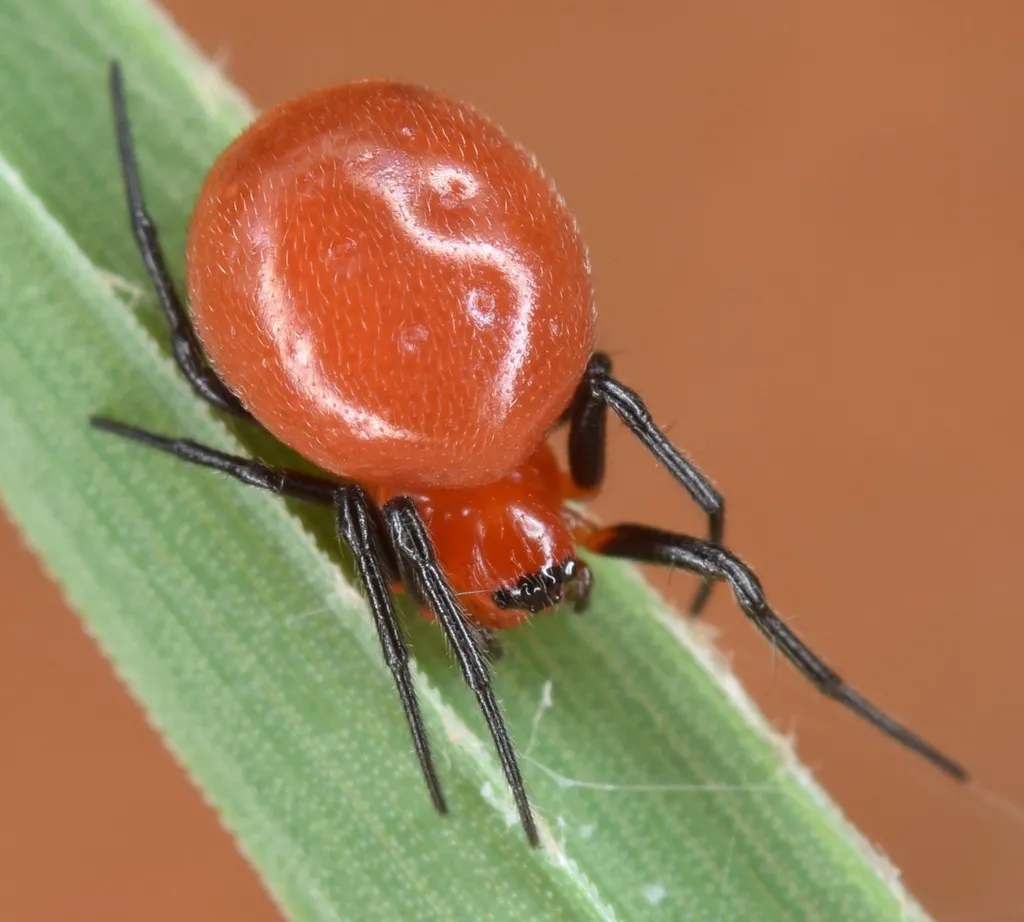 Rubens Orbweaver - photo 2