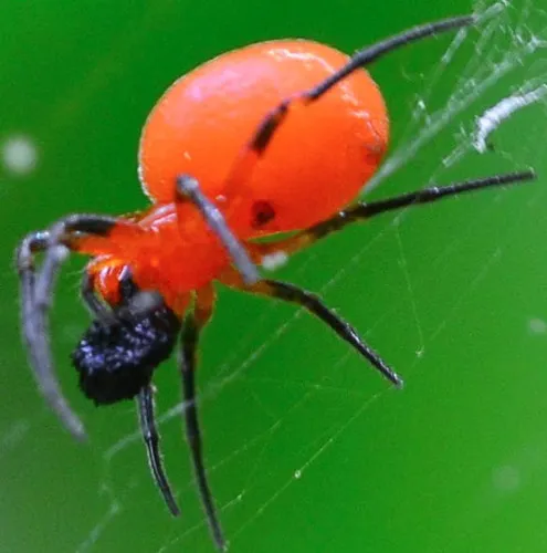 Rubens Orbweaver - photo 4