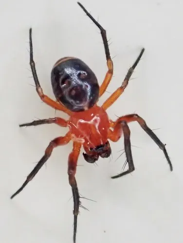 Rubens Orbweaver - photo 5