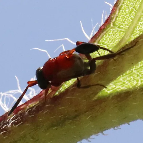 Hyptia femorata - photo 2